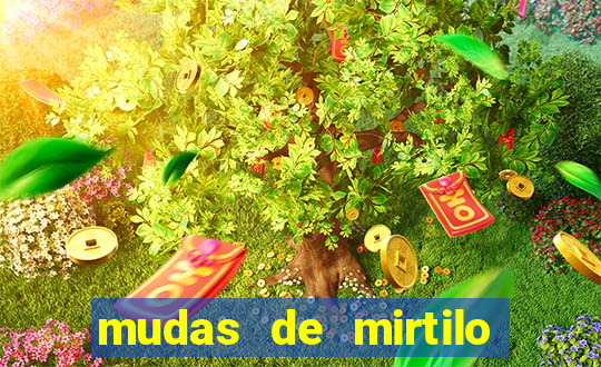 mudas de mirtilo em porto alegre